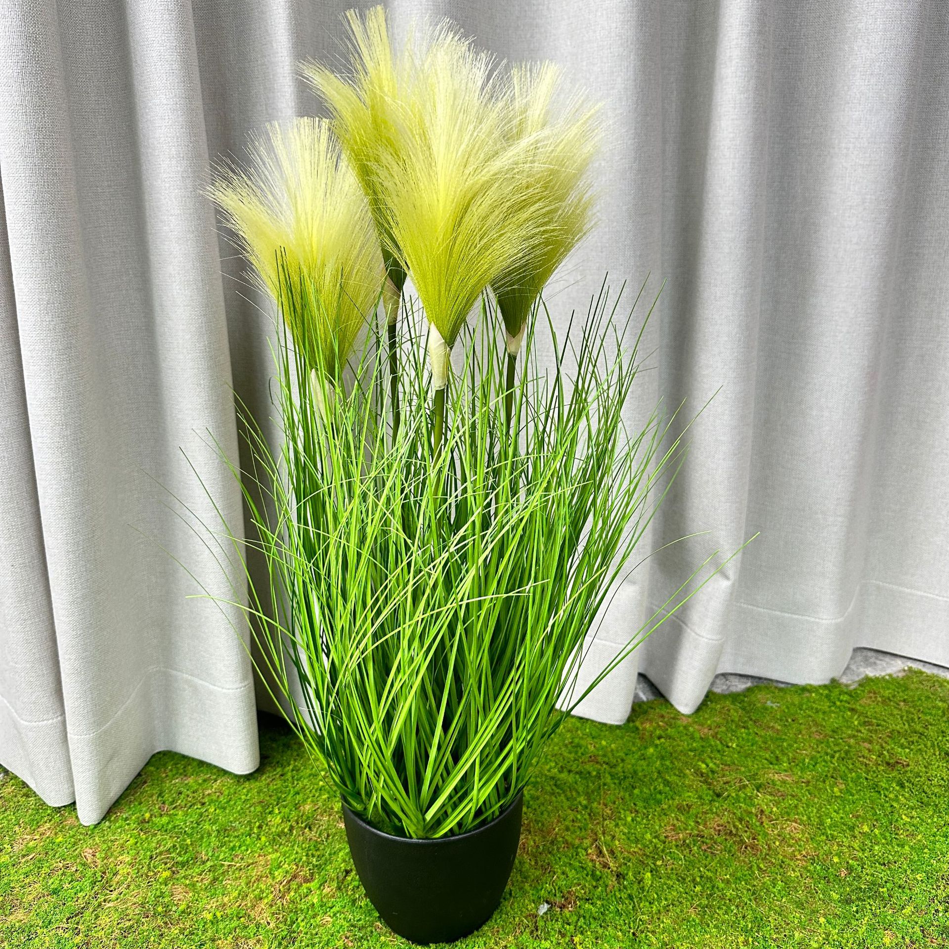 Hierba de caña de primavera (altura 50cm)