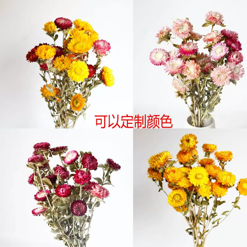 菠萝菊麦秆菊小雏菊彩菊花头小清新花束家居装饰摄影道具工厂批发