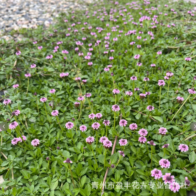 微信图片_20250430162332_1