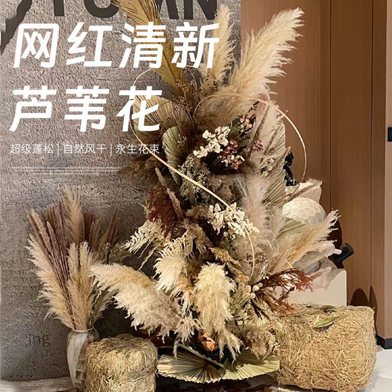 网红芦苇干花花束天然蒲苇客厅摆件超大婚庆拍照装饰仿真永生花|undefined