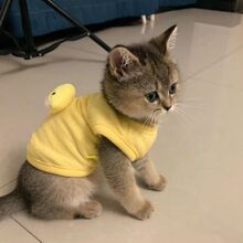 0��3����С؈���·���؈��С�����ļ��ůС��؈����ë����