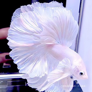 �����~�����ɫ�鼆�ͻ�Ꭷ�^�p�~���~ϵЪ��W�t̩�����~С��