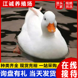 � ������ۿ�ҕ�l���x ���B����@�^�pˮ���� �W�t�Ȍ�� ���