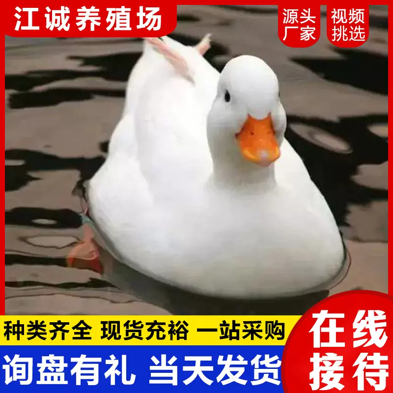 出售成年观赏白色短嘴柯尔鸭 网红萌宠同款鸭子可达鸭 水禽观赏鸭