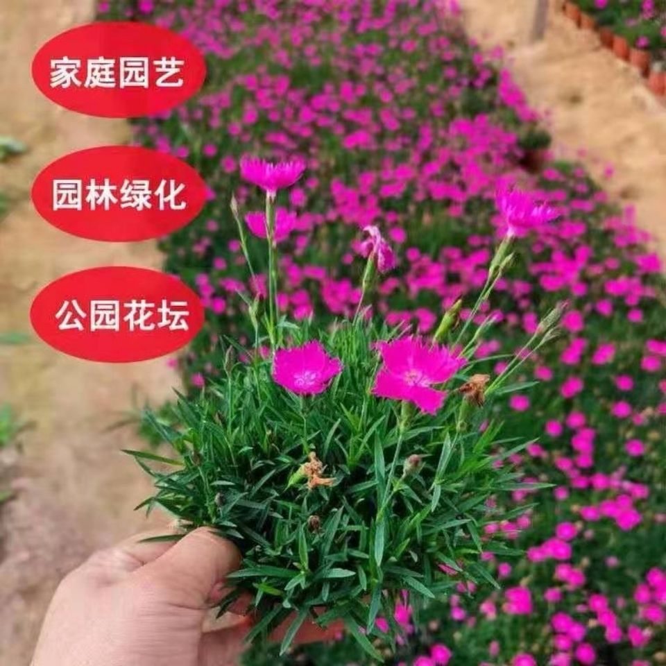 欧石竹初吻粉贝花卉盆栽花苗耐寒地被绿植庭院草坪四季开花带花苞