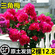 ذt÷Ԏ÷ڻƷNϘ҃Ȼֲl