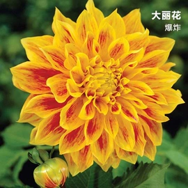 盆栽;种子;园林果树