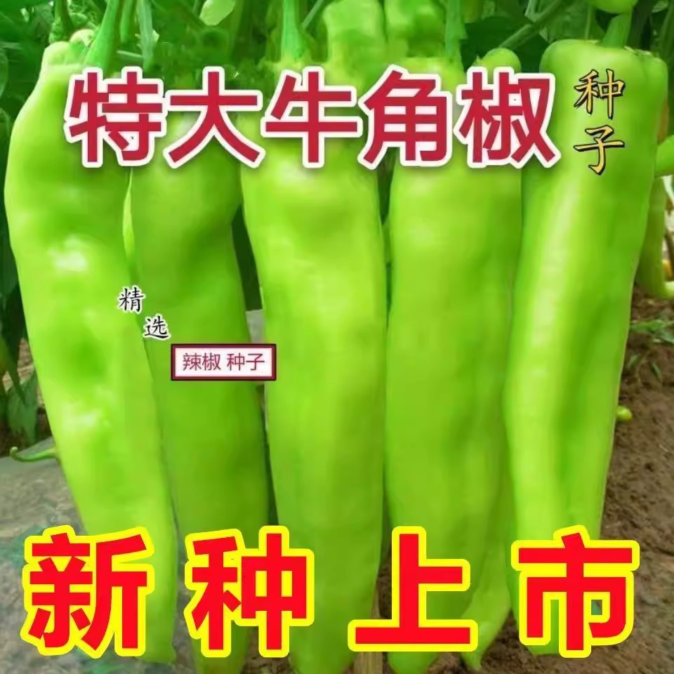 特大牛角椒种子苗秧辣椒种籽青椒籽种特辣四季香辣带土蔬菜孑秧苗