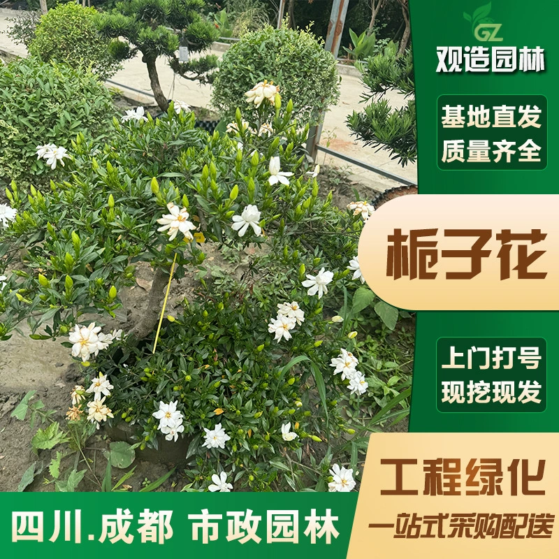 Саженцы гардении Сычуань ландшафтный дизайн двора балкон в горшке старый пень большие и маленькие листья четырехсезонные цветущие растения и цветы