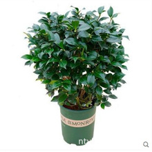 �S��𻨲����Խ�軨ɽ�軨�����̨�����ļ��Gֲ���Sɫ���FƷ�N