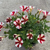 Base direct batch of starry glory flowers multi -color monochrome shipment home green plant plant flowers bloom in four seasons