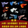 Wholesale [Peacock Fishes into Fish] (25 Article 25) 20 Give 5 Disables