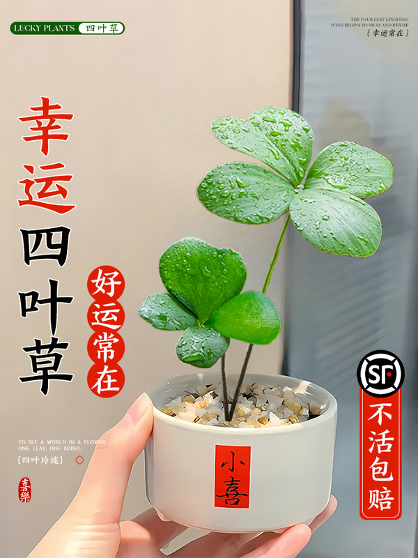 Mexican Iron Tree Four-Leaf Clover Potted Office Emotional Stability Clover Desktop Green Plant Ornaments