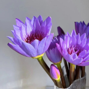 10 Purple Water Lily Flowers Indoor Fresh-Cut Florals Yunnan Kunming Base Straight Hair Nationwide