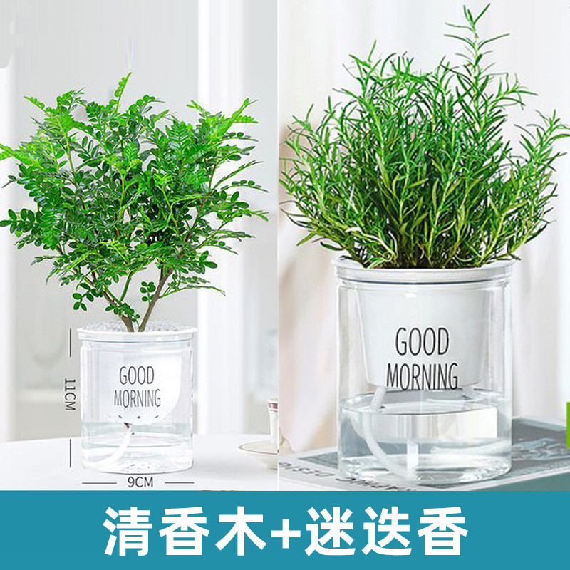 로즈마리 + 향목(굿모닝 분지) + 영양액