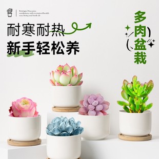 Succulent Plant Combination Jade Dew Peach Egg Jade Pendant Multi-Headed Large Easy-To-Grow Office Desktop Classy Small Potted Green Plants