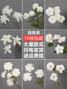��ɫ��õ�廨����ˇ��c�����b���Y���Ĺ��T���ٻ�