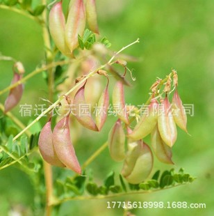 Astragalus Seeds, Chinese Herbal Medicine Seeds, Astragalus Seeds, Iron Qi and Cotton Qi, Perennial Astragalus Seeds for Planting in All Seasons
