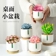 多肉植物组合室内小盆栽办公室桌面绿植花卉带陶瓷花盆好养活