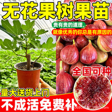 �ش�o������䎧������Y��������Ϸ�����ͥԺ�Nֲ�o���������