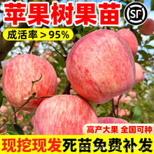 苹果树果苗红富士矮化盆栽苗种植苗北方耐寒南方特大嫁接苗当年结