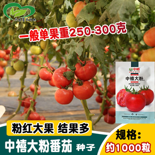 ������۷��ѷN�� ����ۼt�߿������t�������� ¶�ش����߲���