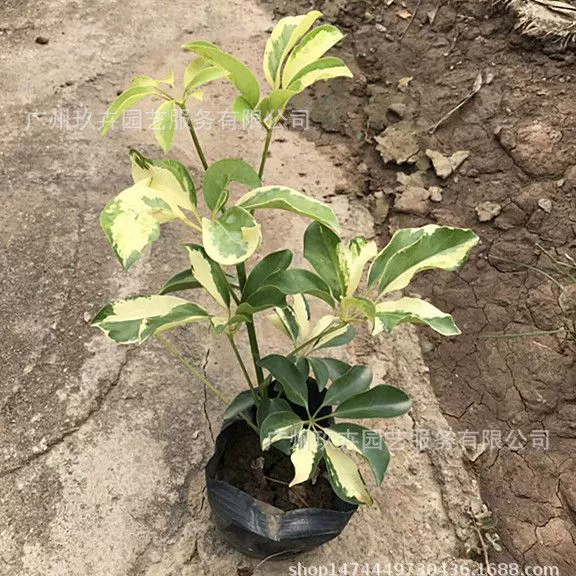 Мозаика утиная лапка дерево 7 кг сумка листья в горшках почвопокровные растения двор парк озеленение очистка воздуха