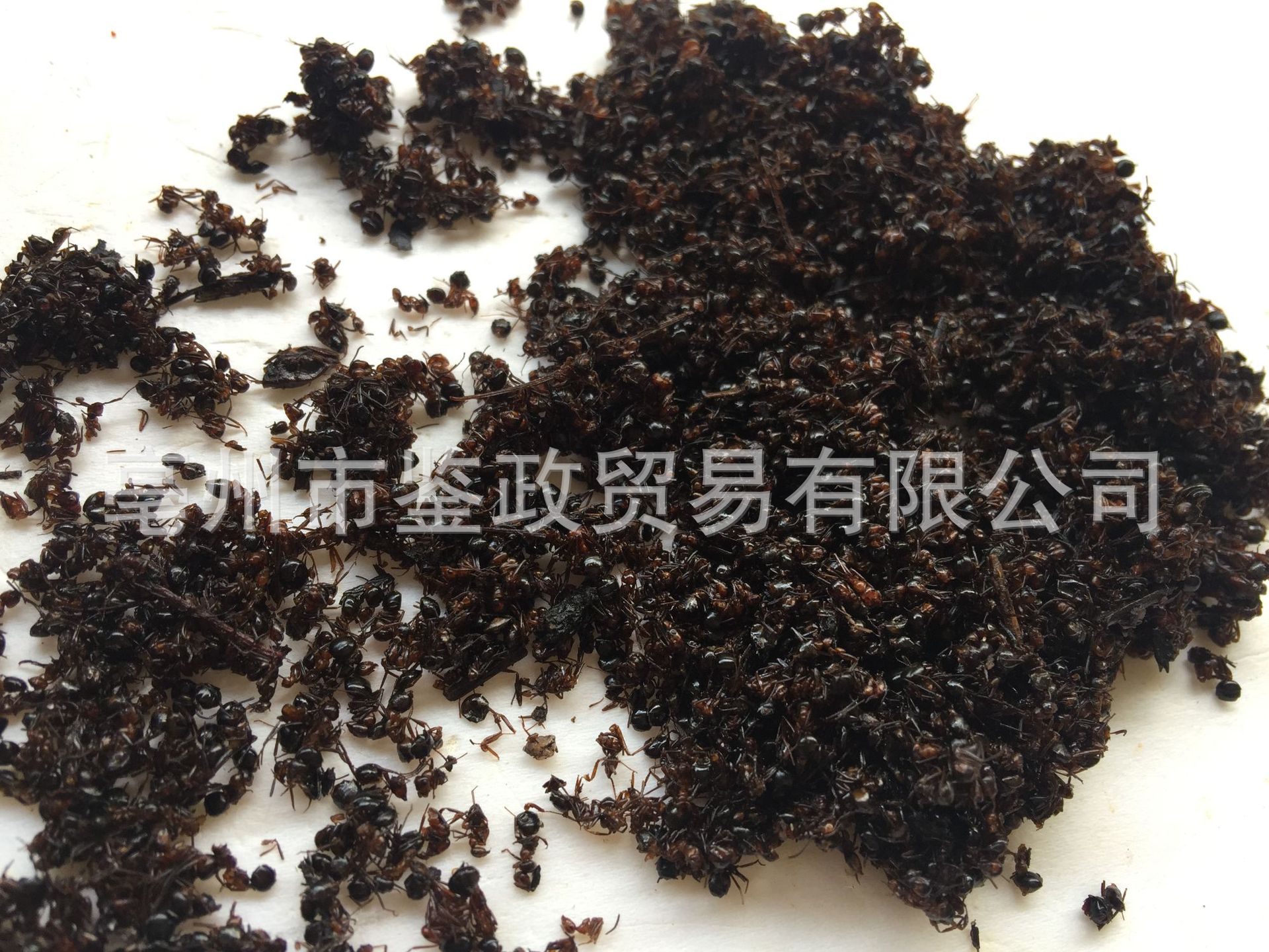 Dried Black Ant Whole Insect 500g Traditional Chinese Herbal Material for Infusion and Decoction Use quality and texture