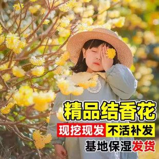 �Y����煲���Y����@�ֽY�㻨��ľ��������Y������ֲ���Ϙ�