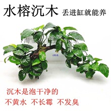 ˮ�ų�ľ���������ˮ�ݻ��wֲ���~���b��쾰�ײ�ֱ�ӁG�����B