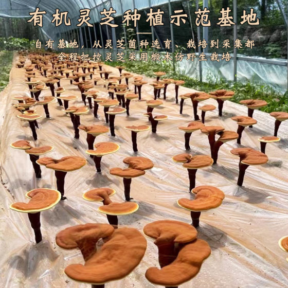 Dabie Mountain Broken Ganoderma Spore Powder 30g Boxed Source Factory Spore Powder Wholesale Polysaccharide 2g Triterpene 15g