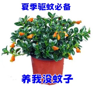 �ļ�������~�����m�����҃ȾGֲ���ܶ���ֲ��lؔ����B�׻�͏d
