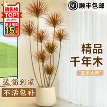 千年木客厅绿植大型植物盆栽造景室内好养七彩铁龙血树落地式真树