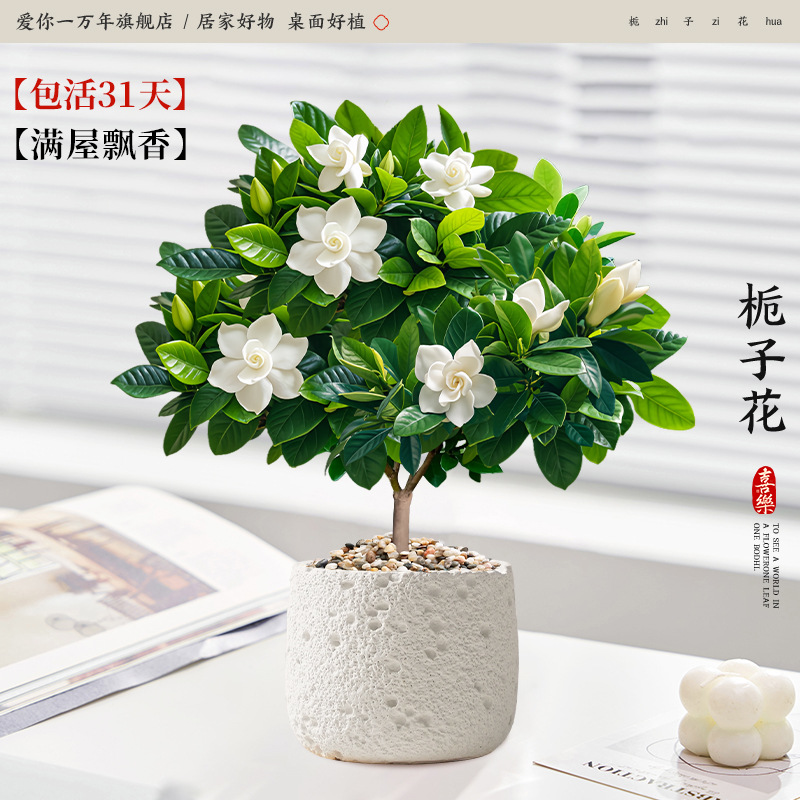 단극 치자나무 + 백성 화산 분지 (포장석 + 영양액 포함)