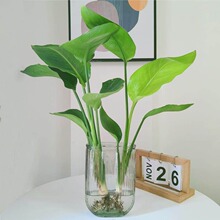 天堂鸟绿植盆栽家用好养大型水培大叶植物四季花卉办公室内吸甲醛