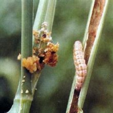 西南玉米螟引诱剂 Diatraea grandiosella（进口）昆虫信息素