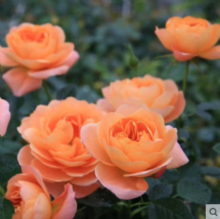 European Rose Flower Potted Flower Plant All Year Round Flowering Shrub Sapling Green Plant Juice Balcony Rose Seedling