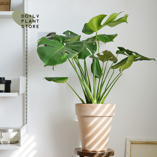 Dolv Bean Green Large Monstera Araceae Scandinavian Style Indoor Home Green Plant Combination Potted Plant Free Shipping