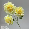 Snow Mountain Rose