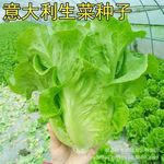意大利生菜种子耐抽苔种籽阳台专用四季播蔬菜可生吃有机生菜种籽