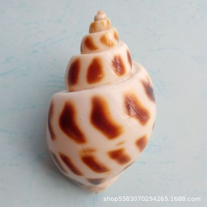 Conchas de caracoles naturales vendidas por kilogramo de cangrejos de estrellas de mar reemplazar conchas acuarios paisajísticos botellas a deriva materiales de pintura a mano