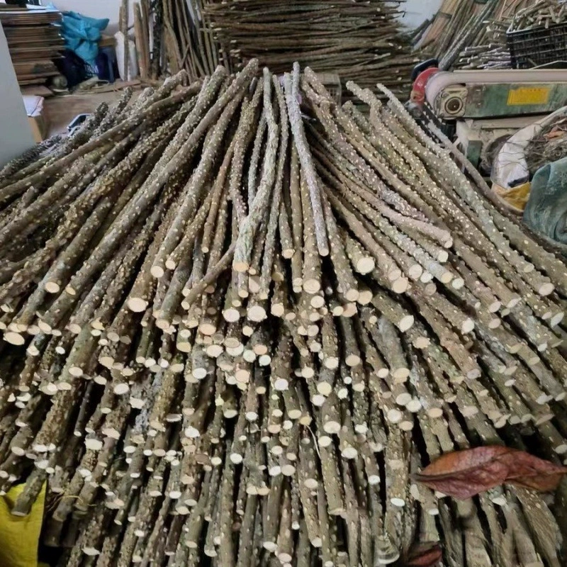 Дикая шиповчатая ясень для корелл, сороконожек и взрослых попугаев в качестве подмостка и палочки для шлифовки когтей.