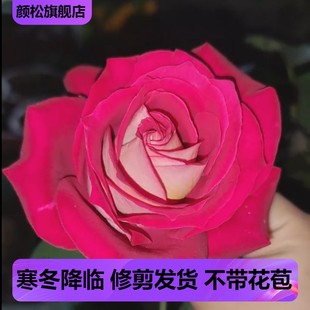 Monica Bellucci Fragrant Large Red and White Double-Color Cut Flower Rose Seedlings Rose Balcony Potted Plant Blooming in All Seasons