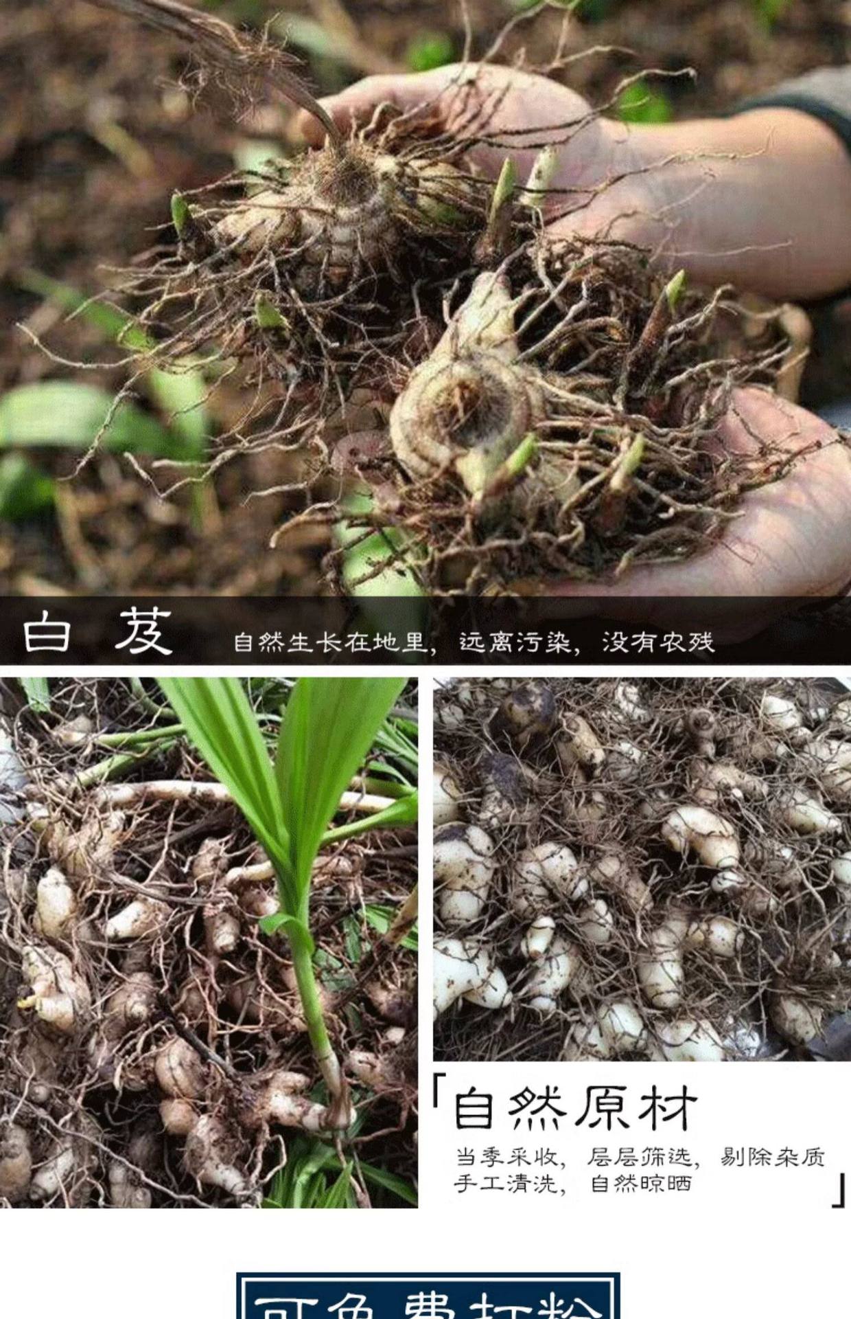 Bai Ji Dried Bletilla Slices Bai Ji 白及 100g Sliced Chinese Herbal Slices for Decoction and Traditional Use preparation