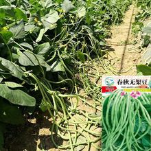 �o�ܶ��N�Ӳˈ@�̨���Եض����o���ļ���ԭ�N���L�������߲˷N��