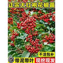 ĴtۻʳԵϱNֲ齷໨