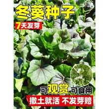 NӶNѲļͥԺ^~Nݶ{н˰~\