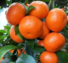 ������Ƥ�۽���޽Ә���С���ٹ���ˮ���������� ����ͥԺ�Nֲ