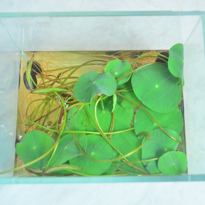 수경 식물 그릇 연꽃 씨앗 실내 꽃 좋은 아이들 관찰 식물 성장 심기 화분 식물 관찰 뿌리 새로운