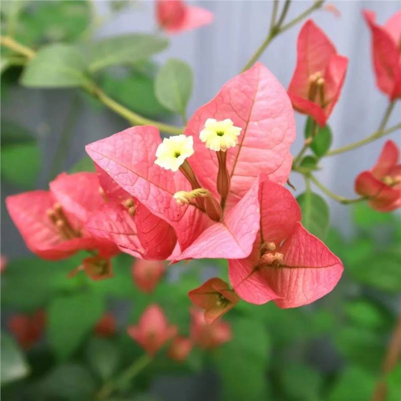 9.9 Flores frecuentes variedades de ciruela triangular en maceta jardín de plántulas es bueno para alimentar las plantas de vid de flores image 15